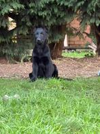 Duitse herder pups kortharig, Dieren en Toebehoren, Honden | Herdershonden en Veedrijvers, België, Fokker | Hobbymatig, 8 tot 15 weken