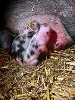Mini hangbuik biggen, Dieren en Toebehoren, Meerdere dieren, Varken, 0 tot 2 jaar
