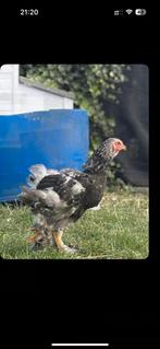 Brahma haantje zoekt nieuwe thuis, Dieren en Toebehoren, Mannelijk, Kip