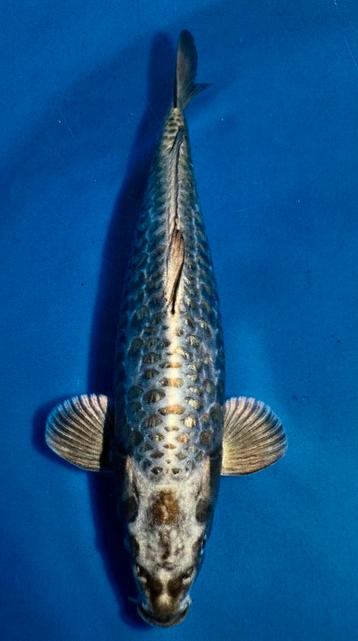 Koi Doitsu Ginrin Kabuto Male / 48 Cm beschikbaar voor biedingen