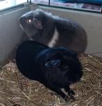 mooie jongvolwassen cavia beertjes dit weekend €10,00, Animaux & Accessoires, Rongeurs, Domestique, Cobaye, Mâle