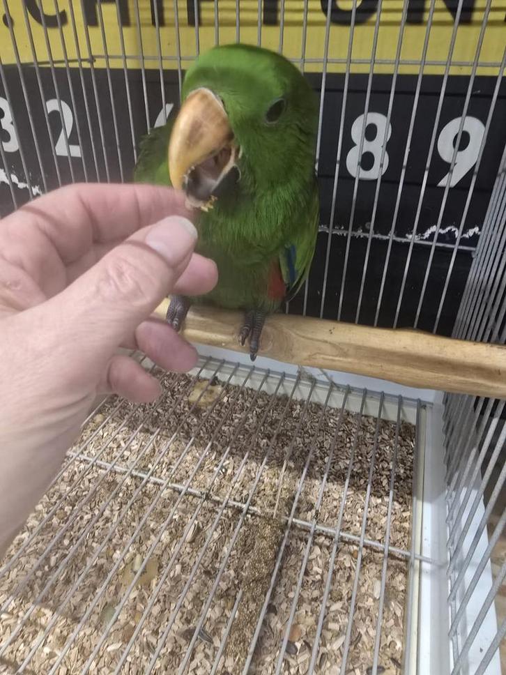 Jeune bébé apprivoisé Red Perrots pour hommes, Animaux & Accessoires, Oiseaux | Perruches & Perroquets, Perroquet, Mâle, Domestique