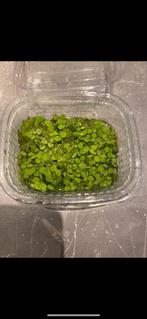 Drijfplant salvinia minima, Dieren en Toebehoren, Vissen | Aquaria en Toebehoren, Ophalen, Zo goed als nieuw
