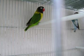 Agapornis  beschikbaar voor biedingen