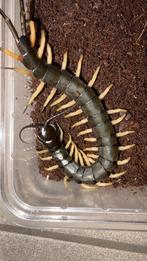 Reuze duizendpoten en miljoenpoten ,kameelspinnen