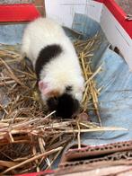 Cavia beer, Dieren en Toebehoren, Cavia, Februari, Mannelijk, Tam