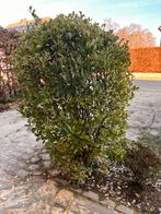 Japanse kardinaalsmuts, Tuin en Terras, Ophalen