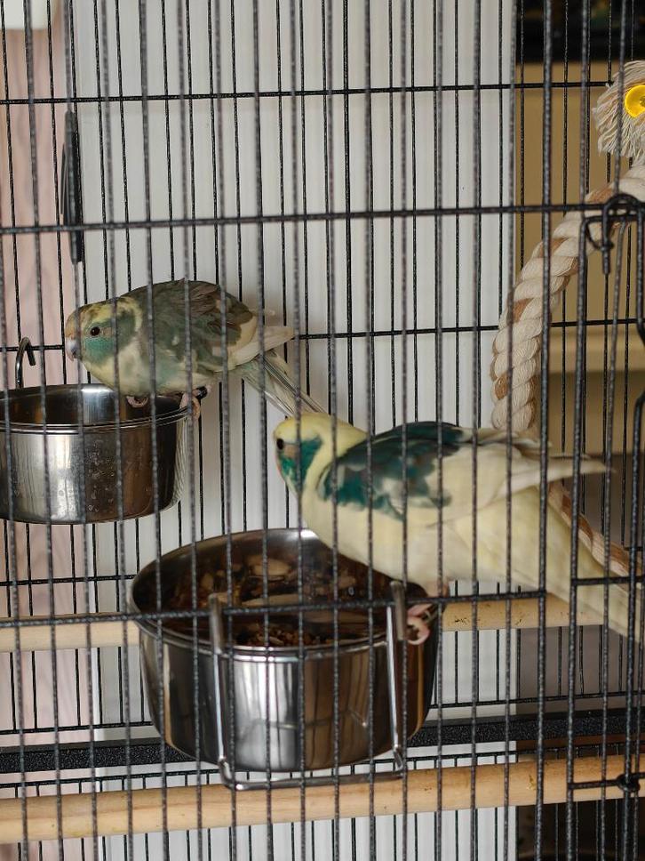 Koppel Bonte Kakariki's, Animaux & Accessoires, Oiseaux | Perruches & Perroquets, Perruche, Plusieurs animaux, Bagué