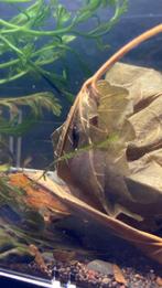 Neo caridina orange eye garnalen, Dieren en Toebehoren, Vissen | Aquariumvissen