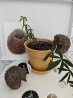 2 egel bloempothangers Esschert Design en postkaart egel, Ophalen