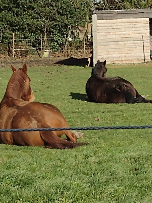 weideplaats vrij te Oelegem/ Ranst, Dieren en Toebehoren, Stalling en Weidegang, Stalling, Weidegang, 1 paard of pony