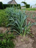 Prei/winterprei/preiplanten, Ophalen
