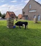 Dahomey Stier, Dieren en Toebehoren, Runderen, Mannelijk, 3 tot 6 jaar