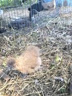 Zijdehoenderkuikens.usa en gekruist met kriel, Meerdere dieren, Kip