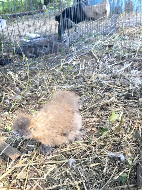 Zijdehoenderkuikens.usa en gekruist met kriel, Dieren en Toebehoren, Pluimvee, Kip, Meerdere dieren