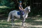 Veelzijdige C-pony, Dieren en Toebehoren, B, C pony (1.27m tot 1.37m), 7 tot 10 jaar, Recreatiepony