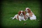 pups Cavalier King Charles Spaniel, Dieren en Toebehoren, Honden | Retrievers, Spaniëls en Waterhonden, België, CDV (hondenziekte)