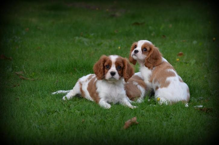pups Cavalier King Charles Spaniel, Dieren en Toebehoren, Honden | Retrievers, Spaniëls en Waterhonden, Meerdere dieren, Spaniël