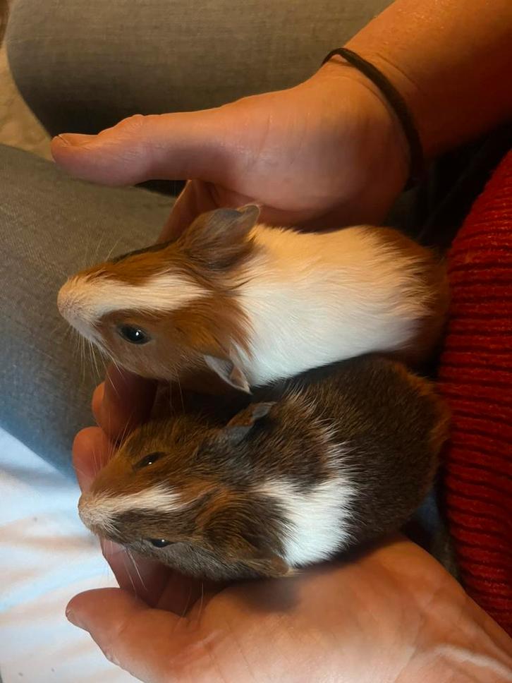 Des bébés cobayes !, Animaux & Accessoires, Rongeurs, Plusieurs animaux, Cobaye, Décembre, Domestique