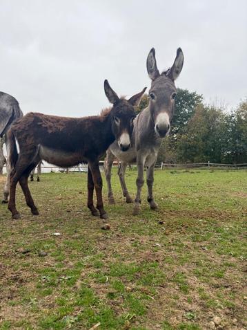 Ezel Merrie Saint Andres met hengst veulen .  beschikbaar voor biedingen