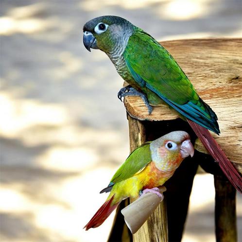 EAM/Taming van jonge Pyrrhura's, Dieren en Toebehoren, Vogels | Parkieten en Papegaaien