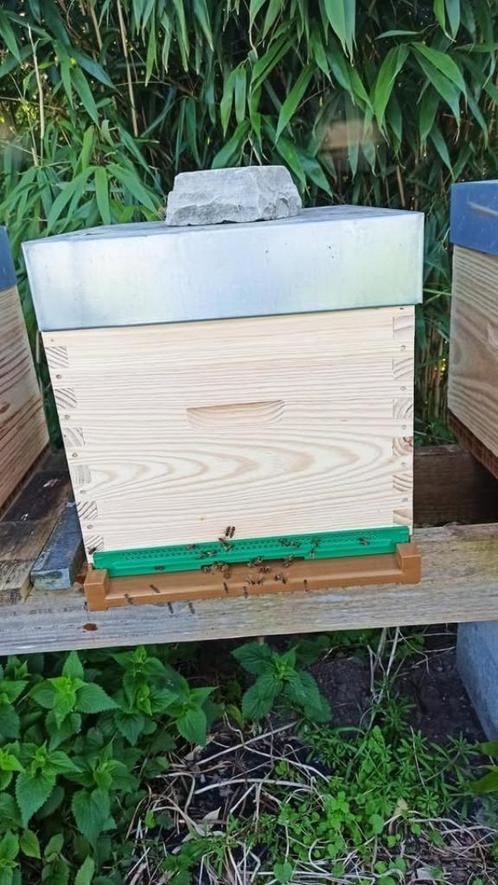 Ruches Dadant nouvelles, avec colonies d'abeilles Buckfast, Tuin en Terras, Planten | Tuinplanten, Lente, Ophalen