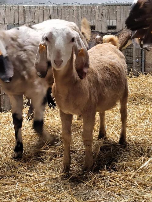 Pablo anglo nubisch bokje, Dieren en Toebehoren, Schapen, Geiten en Varkens, Geit, Mannelijk, 0 tot 2 jaar