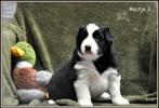 Prachtige Border Collie pupjes, Parvo, België, 8 tot 15 weken, Collie