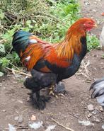 Plusieurs jeunes coq brahma perdrix doré, Dieren en Toebehoren, Pluimvee