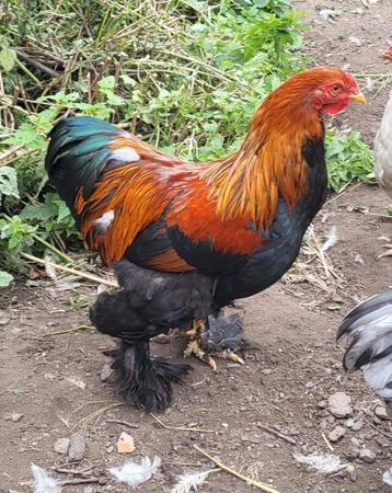 Plusieurs jeunes coq brahma perdrix doré  beschikbaar voor biedingen