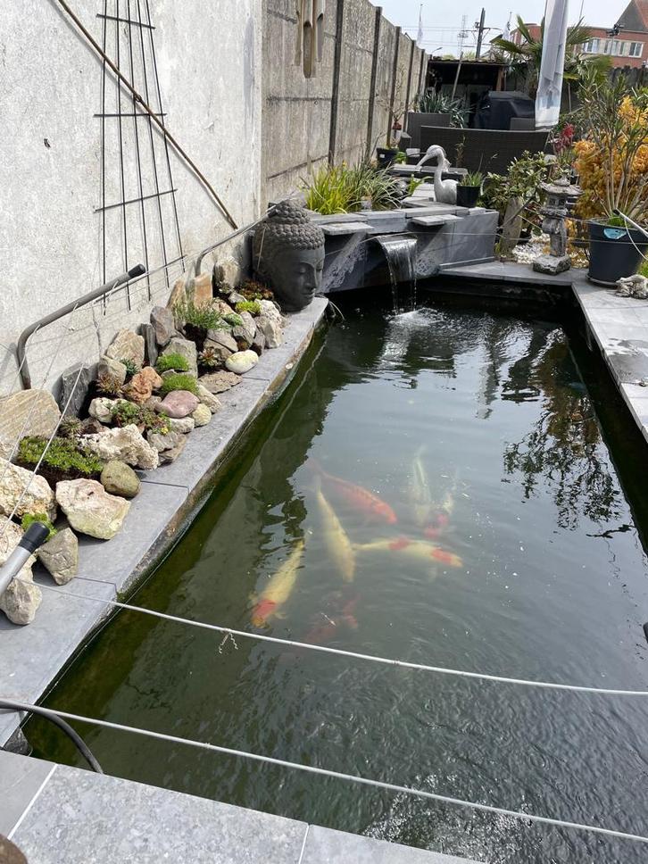 Te Koop, Dieren en Toebehoren, Vissen | Vijvervissen, Karper of Koi