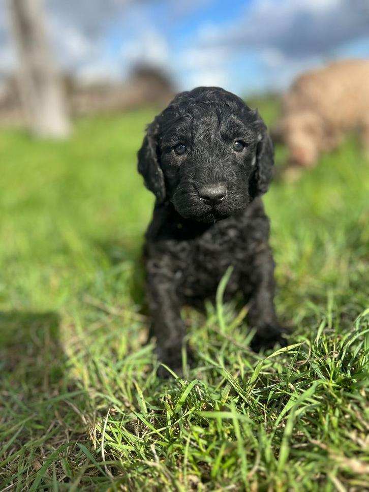 Mooi labradoodle pup!, Dieren en Toebehoren, Honden | Retrievers, Spaniëls en Waterhonden, Meerdere dieren, Labrador retriever