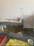 Konijnenhok, Lapin, Moins de 60 cm, 75 à 110 cm, Cage