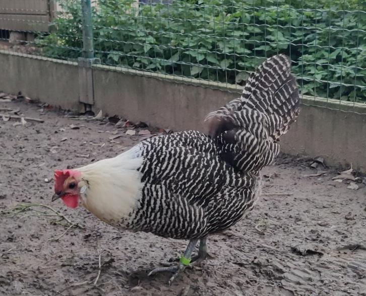 Raszuivere jonge hennen, Dieren en Toebehoren, Pluimvee, Kip, Vrouwelijk