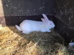 Ram Witte van Dendermonde, Dieren en Toebehoren, Konijnen, Mannelijk, Groot, 0 tot 2 jaar