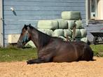 engelse volbloed ruin 6 jaar, Dieren en Toebehoren, Springpaard, Minder dan 160 cm, Gechipt, Ruin