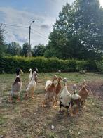 Prachtige natuurbroed eenden te koop, Dieren en Toebehoren, Eend