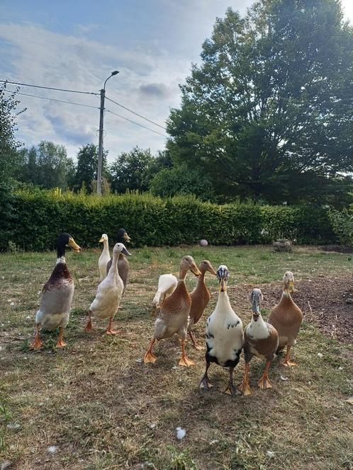Prachtige natuurbroed eenden te koop, Dieren en Toebehoren, Pluimvee, Eend