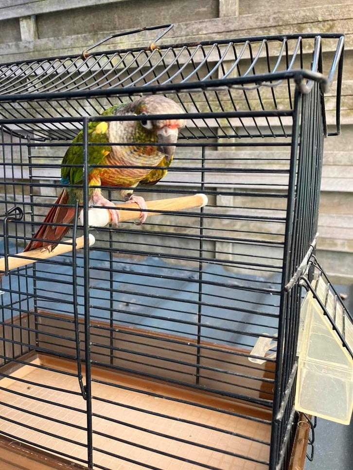 TAMME PYRRHURA MET OF ZONDER KOOI NU 100 EURO, Dieren en Toebehoren, Vogels | Parkieten en Papegaaien, Papegaai, Meerdere dieren