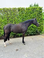 Toekomstige sportpony, Dieren en Toebehoren, Paarden, Merrie, Springpaard, Minder dan 160 cm, B