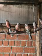 Bourke's, Dieren en Toebehoren, Vrouwelijk, Parkiet, Geringd