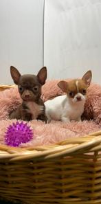 Chihuahua pups, Dieren en Toebehoren, 15 weken tot 1 jaar, Buitenland, CDV (hondenziekte), Meerdere