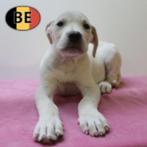 Machtige Boerboel pups geboren in België, Dieren en Toebehoren, Honden | Bulldogs, Pinschers en Molossers, België, CDV (hondenziekte)