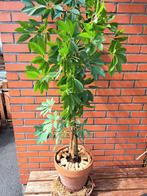 Vingersboom of schefflera ,zeer mooie, Ophalen