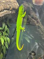 2 madagascar daggekko's, Dieren en Toebehoren