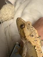 Wimpergekko man 1 jaartje oud tam, Dieren en Toebehoren, Reptielen en Amfibieën, Tam