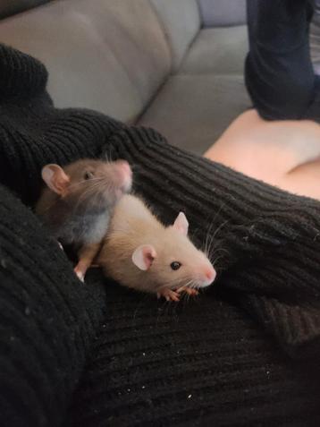 Ratjes beschikbaar voor biedingen