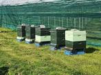 Bijenvolken met segerberger kast simplex zesramers, Abeilles