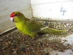 4 kakariki's, Mannelijk, Parkiet