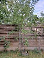 Appelboom elstar, Tuin en Terras, Ophalen